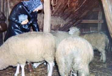Ninna Rathje with her sheep at Lejre before moving to Thy