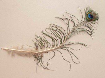 Peacock feather, which inspired the rug Karen made for her sister Grethe
